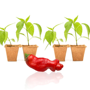 Red Peter Pepper Plants - The Pepper Pantry (Formerly Marie Sharp's)